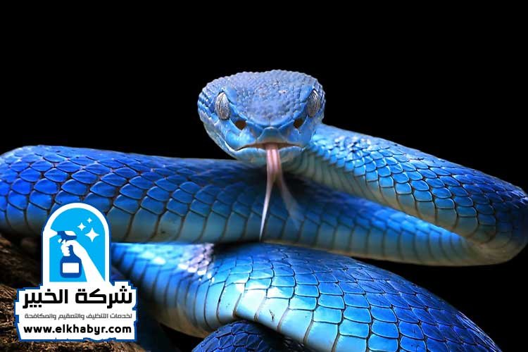 شركة مكافحة الافاعي في ابوظبي