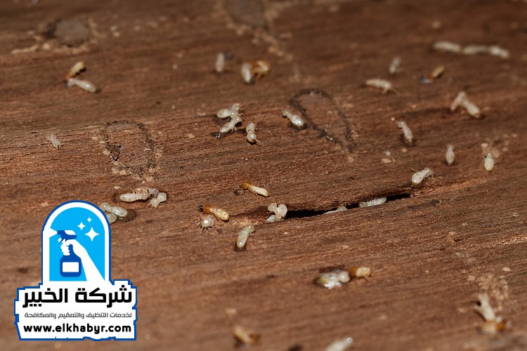 شركة مكافحة النمل في ابوظبي