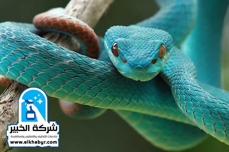 مكافحة الافاعي