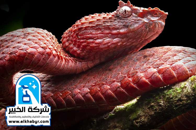 شركة مكافحة الافاعي في العين