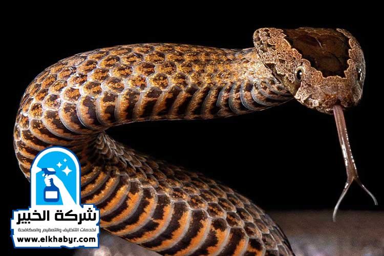 شركة مكافحة الثعابين في العين