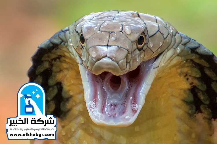 شركة مكافحة