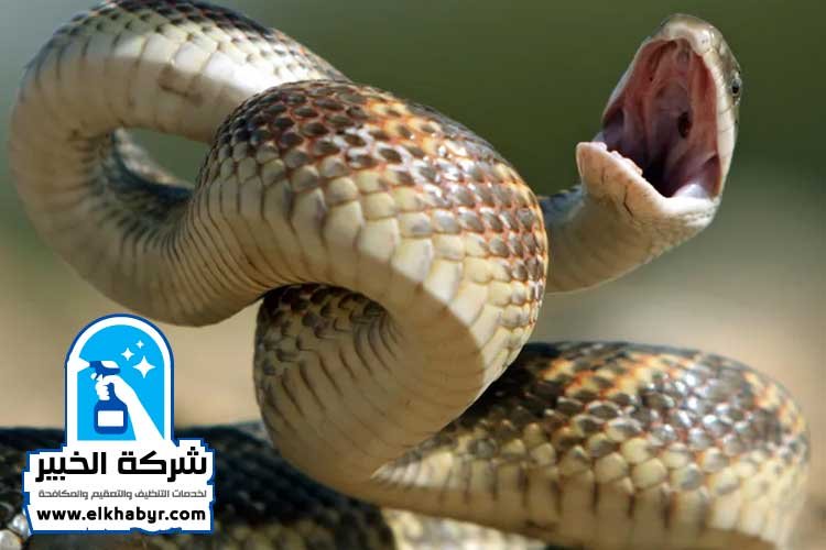 شركة مكافحة الافاعي في ابوظبي