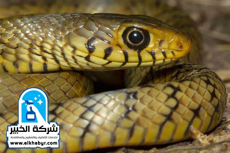 شركة مكافحة الافاعي في العين
