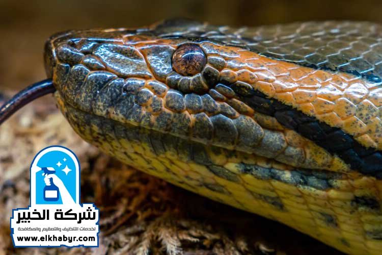 شركة مكافحة الافاعي في العين
