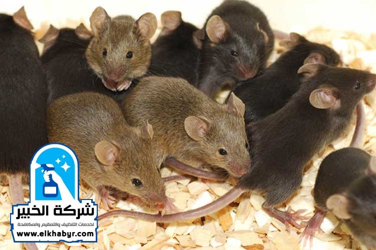 شركة مكافحة القوارض في ابوظبي