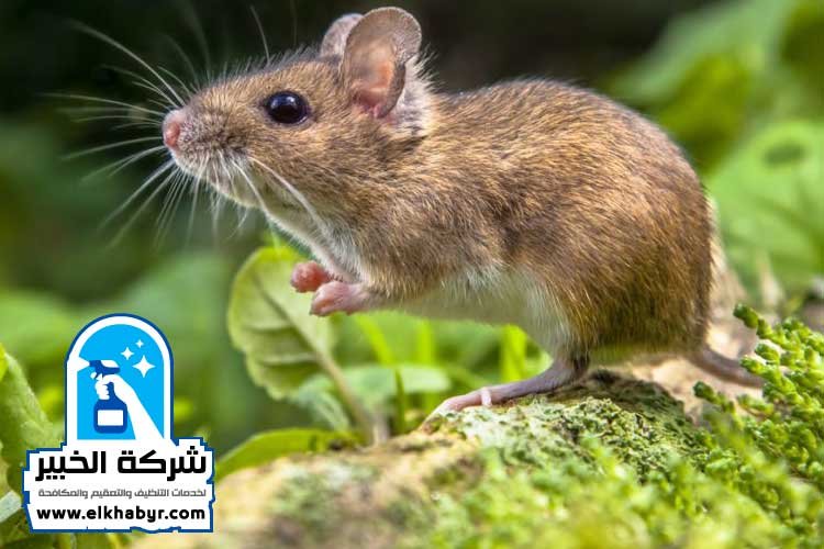 شركة مكافحة القوارض في العين