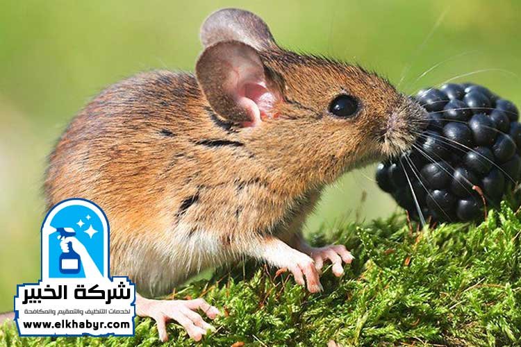 شركة مكافحة القوارض في العين