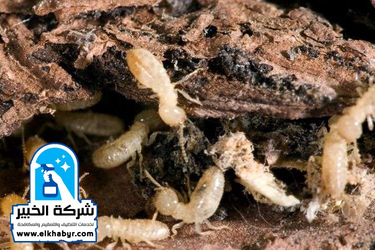 مكافحة الرمة