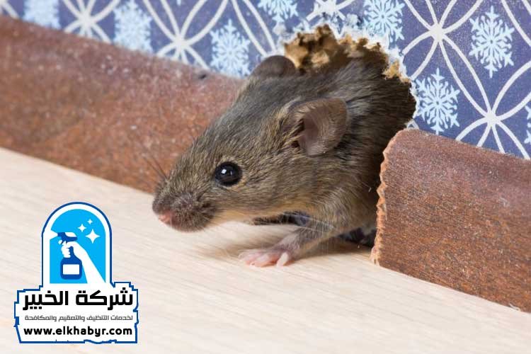 مكافحة القوارض