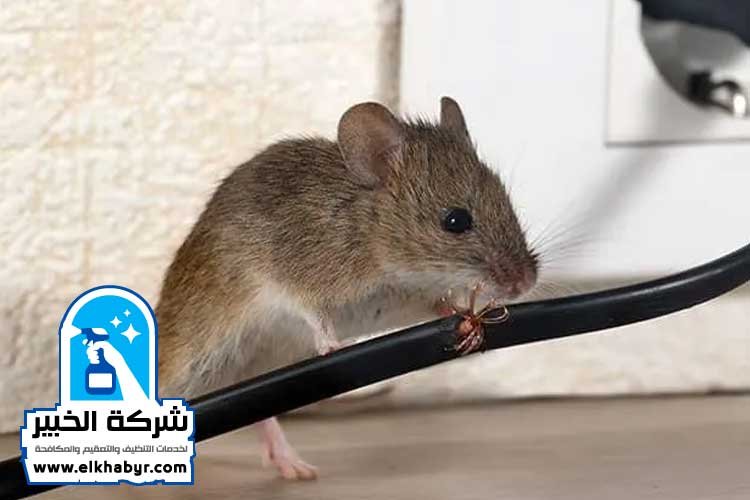 شركة مكافحة القوارض في العين