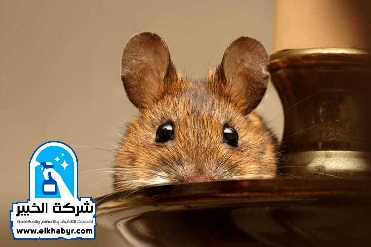 مكافحة القوارض