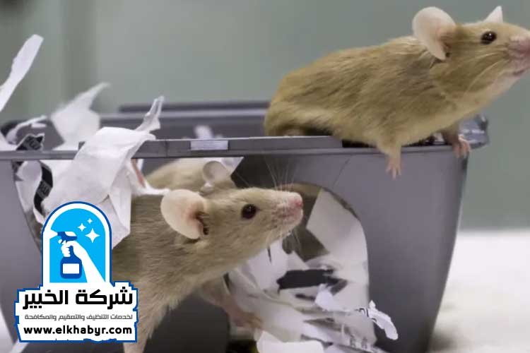 شركة مكافحة القوارض في ابوظبي