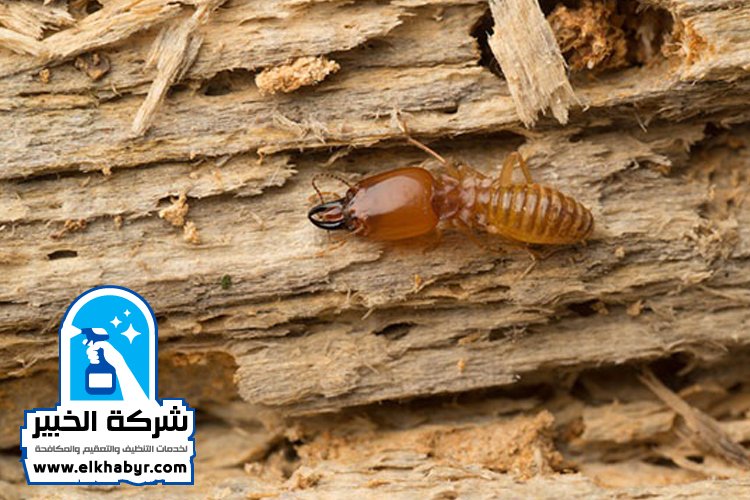شركة مكافحة الرمة في ابوظبي
