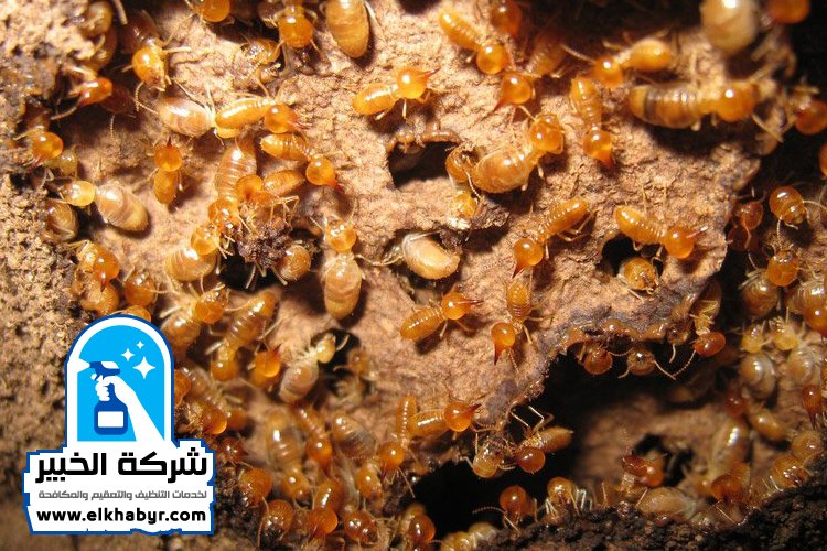 شركة مكافحة النمل في ابوظبي