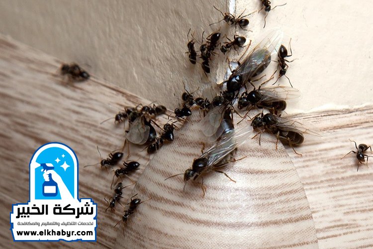 شركة مكافحة حشرات في الباهية