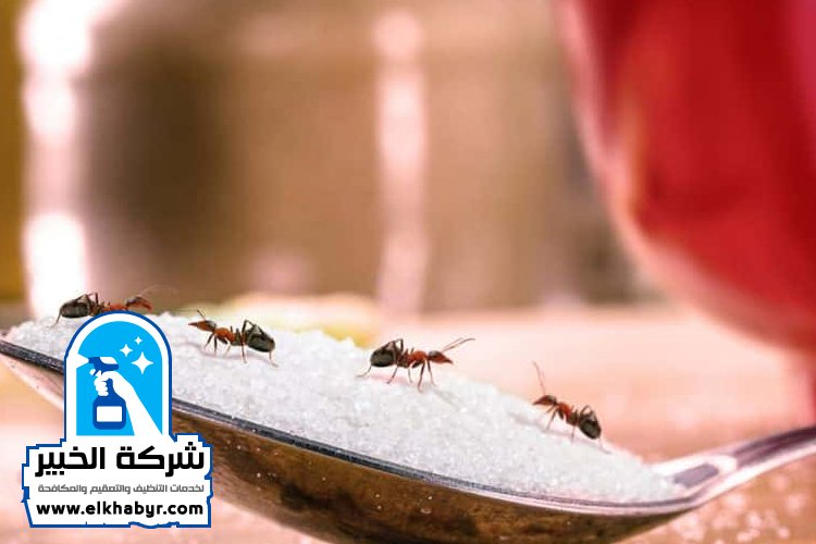 شركة مكافحة حشرات في الرويس
