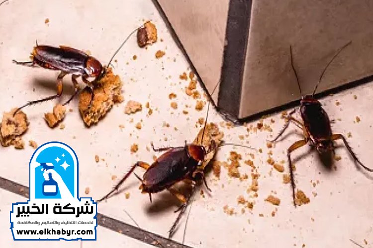 شركة مكافحة الصراصير في ابوظبي