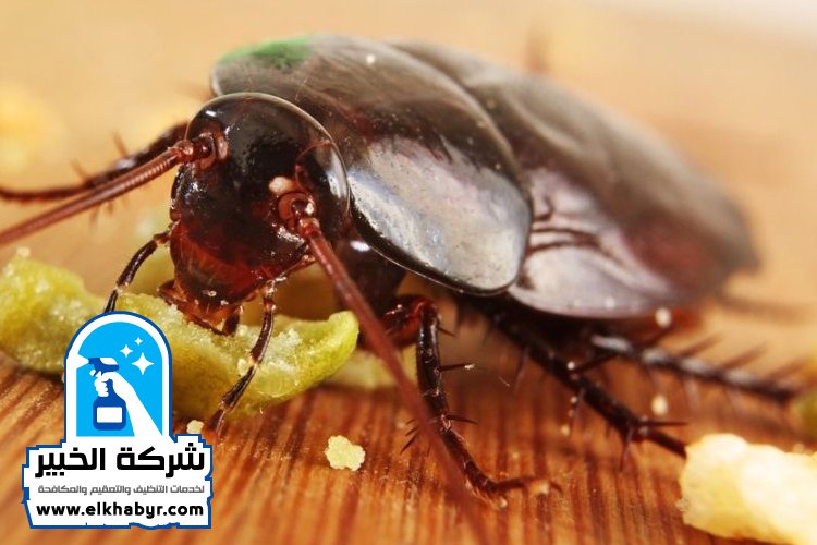مكافحة الصراصير