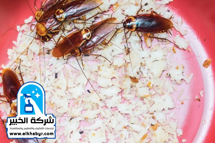 شركة مكافحة الصراصير في ابوظبي
