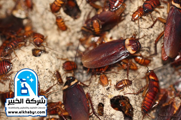 شركة مكافحة الصراصير في ابوظبي