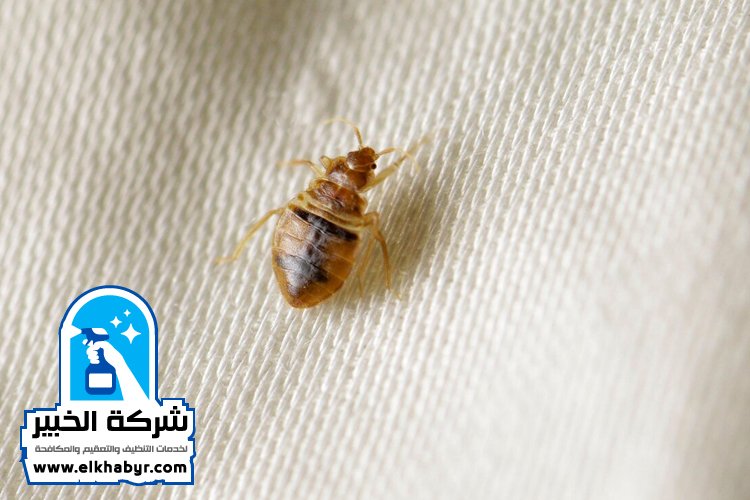 مكافحة بق الفراش