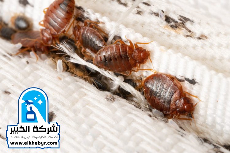مكافحة بق الفراش