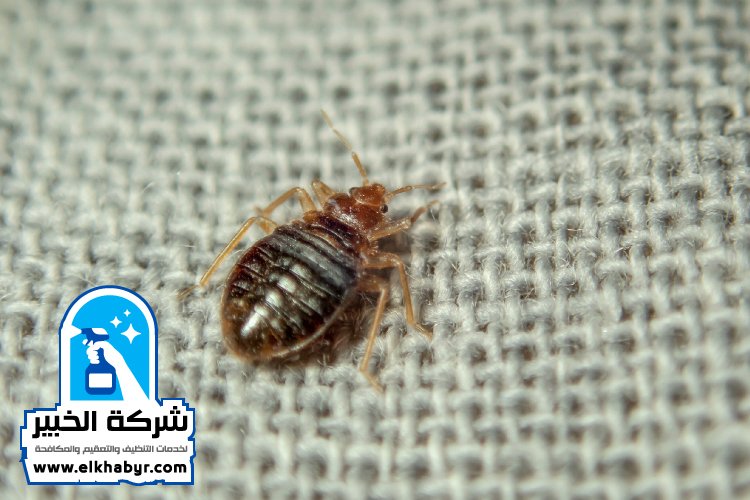شركة مكافحة بق الفراش في العين