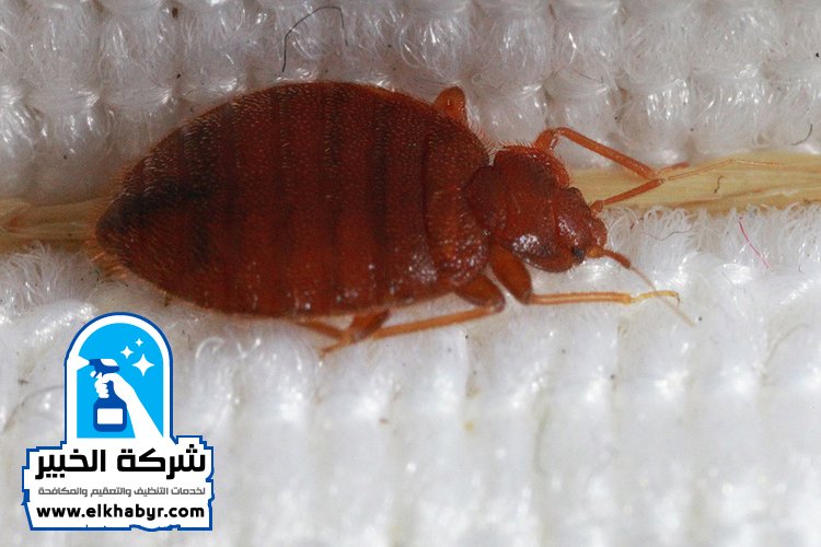 شركة مكافحة بق الفراش في ابوظبي
