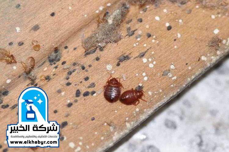 شركة مكافحة بق الفراش في العين