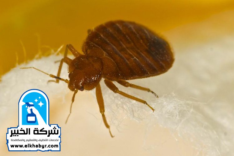 شركة مكافحة بق الفراش في العين