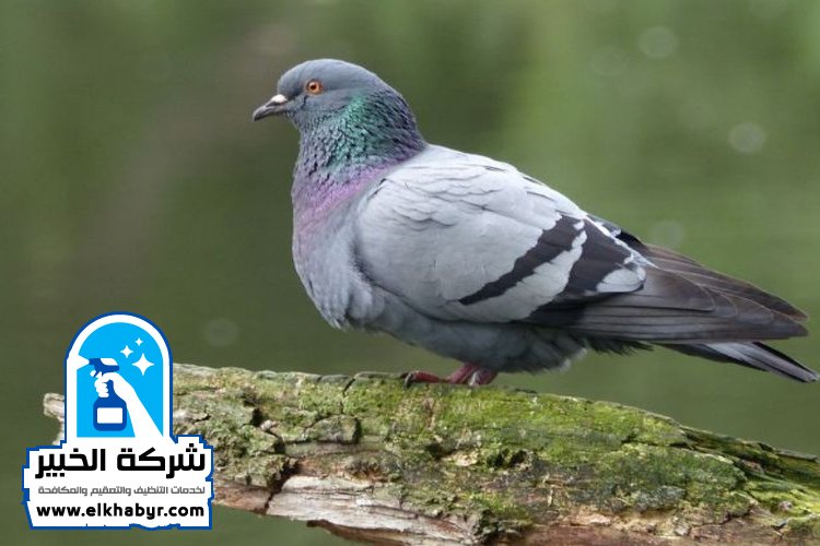 شركة مكافحة الحمام في العين