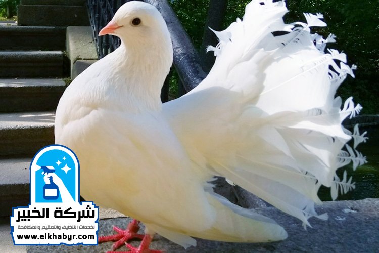 شركة مكافحة الحمام في العين