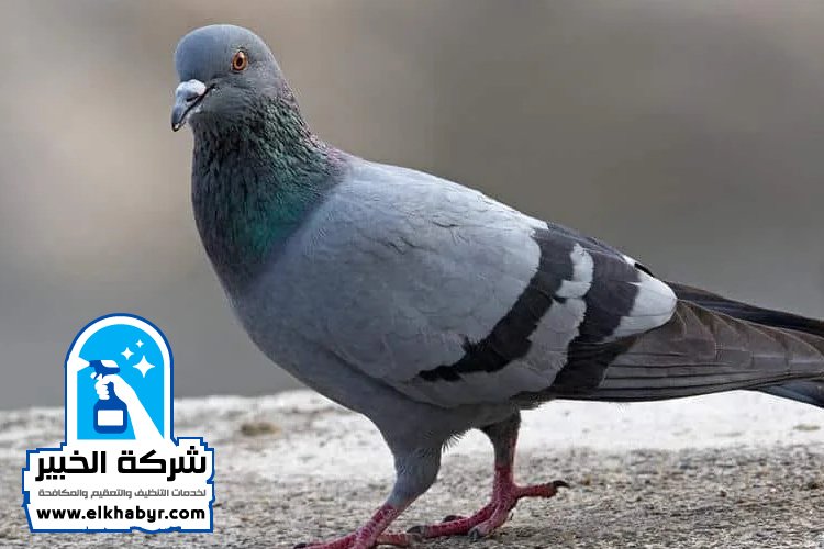 شركة مكافحة الحمام في العين