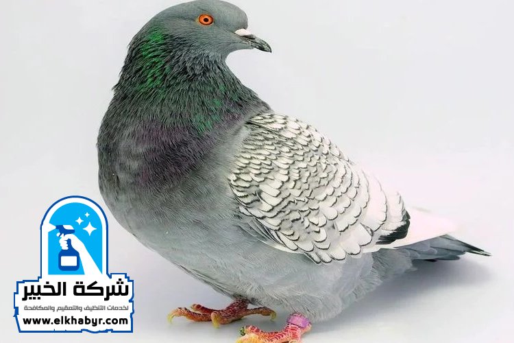 مكافحة الحمام