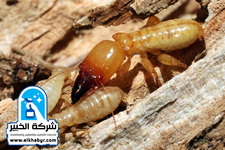 مكافحة الرمة