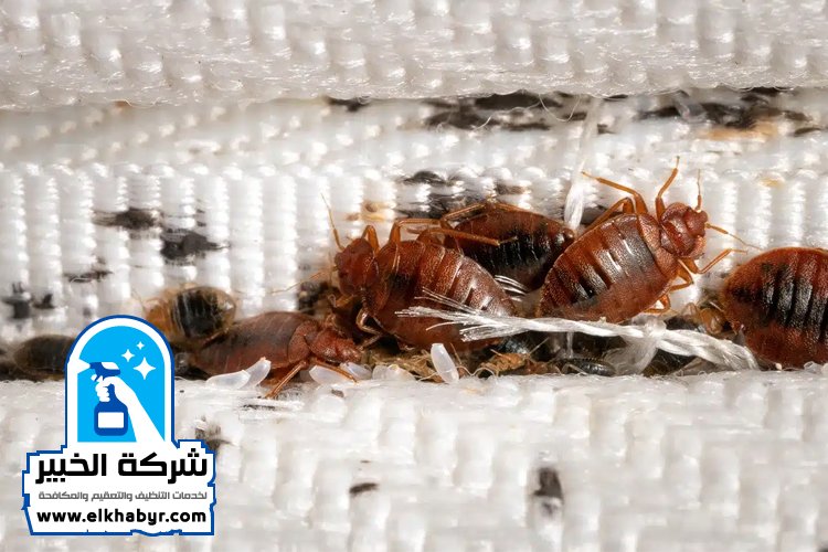 مكافحة بق الفراش