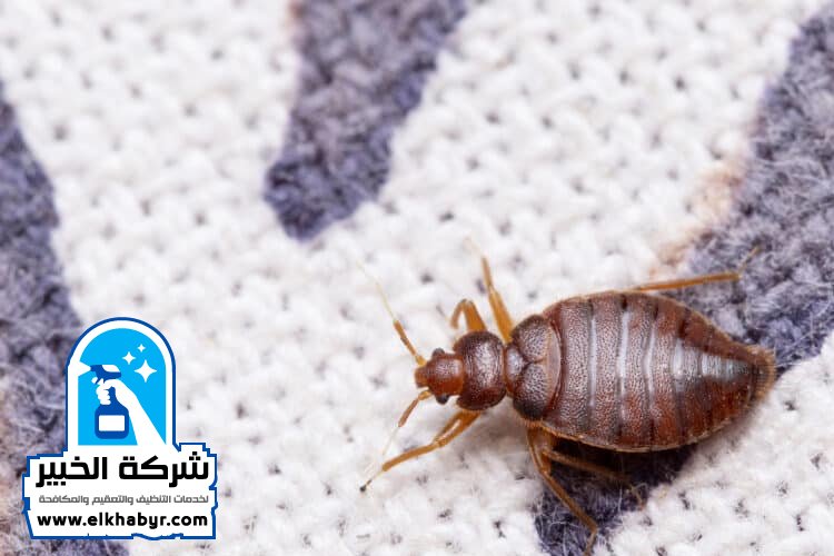 مكافحة بق الفراش