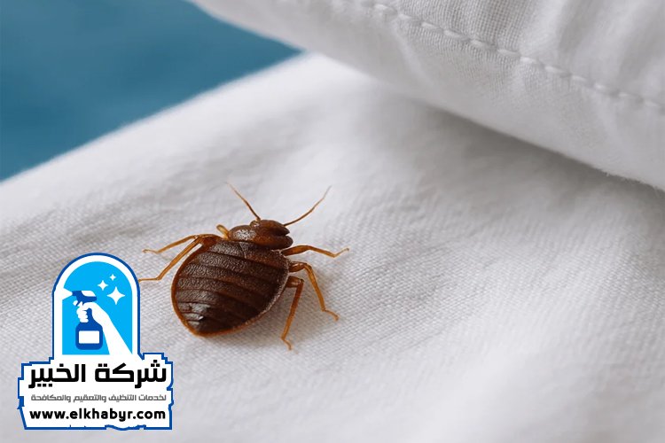 مكافحة بق الفراش