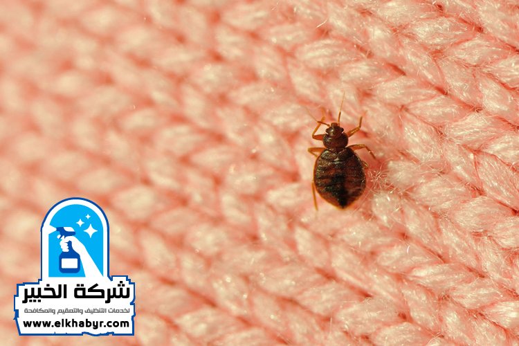 مكافحة بق الفراش