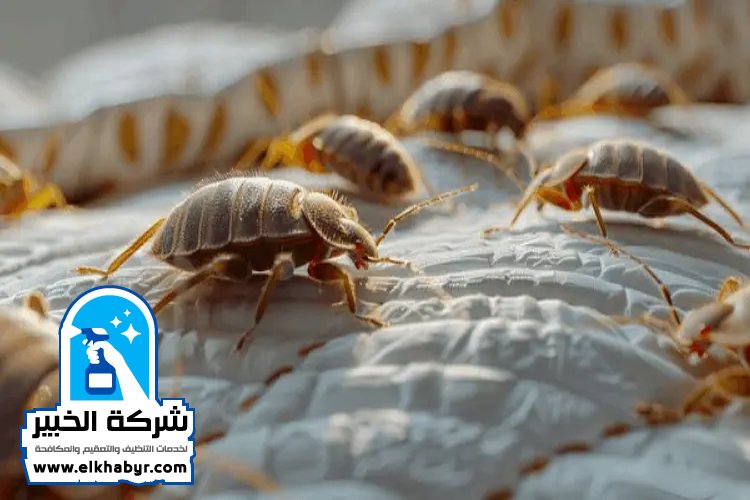 مكافحة بق الفراش